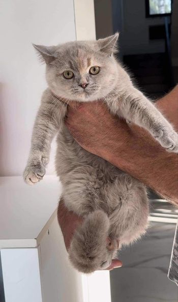 British Shorthair