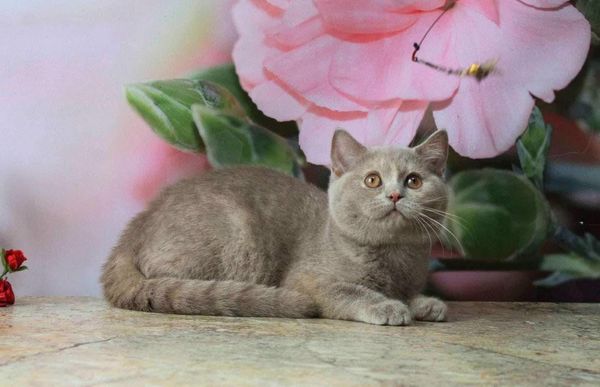 British Shorthair