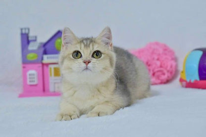 British Shorthair