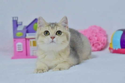 British Shorthair