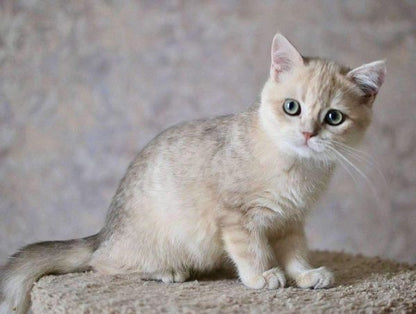 British Shorthair