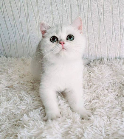 British Shorthair