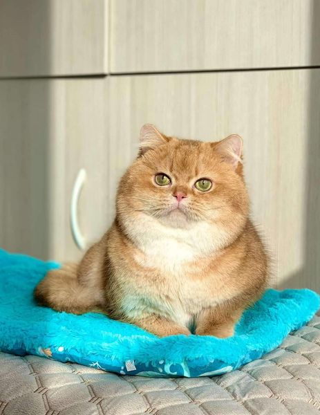 British Shorthair