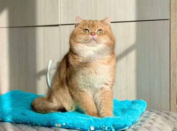 British Shorthair