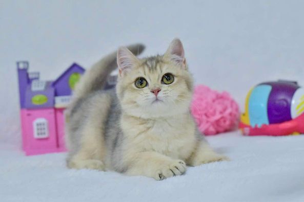 British Shorthair