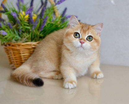 British Shorthair