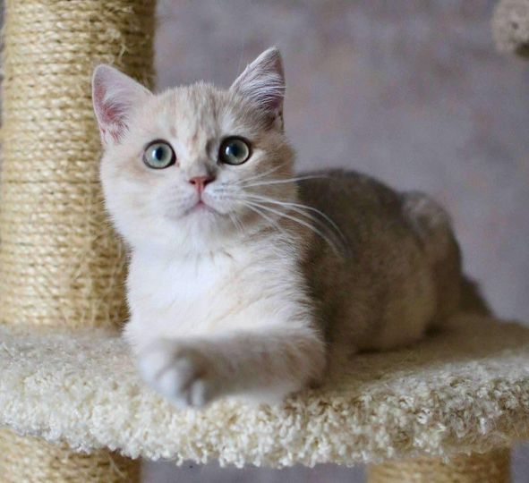 British Shorthair