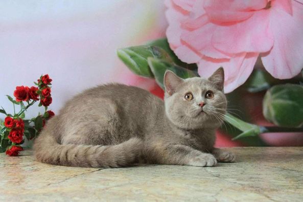 British Shorthair