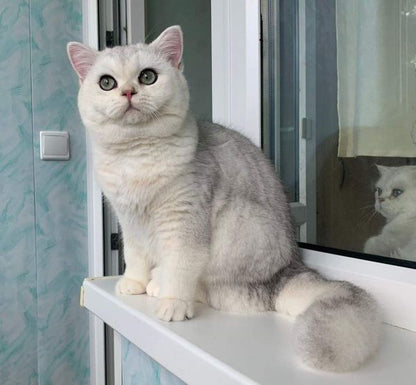 British Shorthair