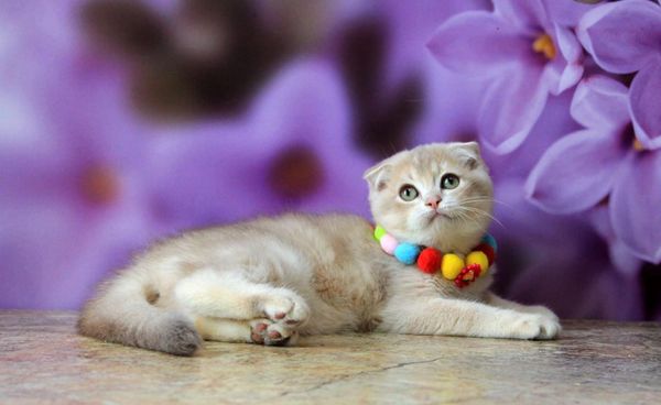 Scottish Fold