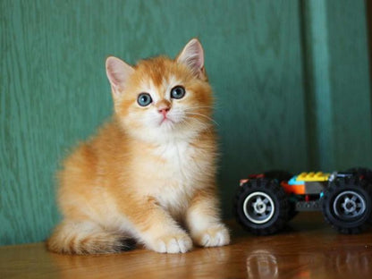 British Shorthair