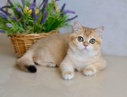 British Shorthair