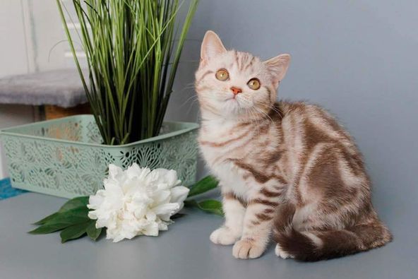 British Shorthair