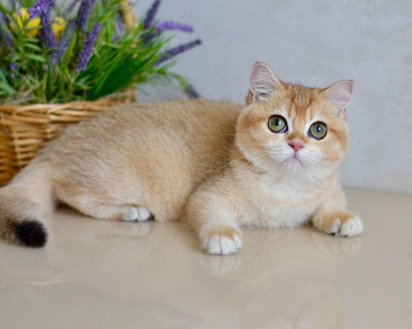 British Shorthair