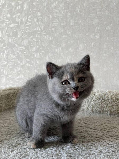 British Shorthair