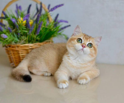 British Shorthair