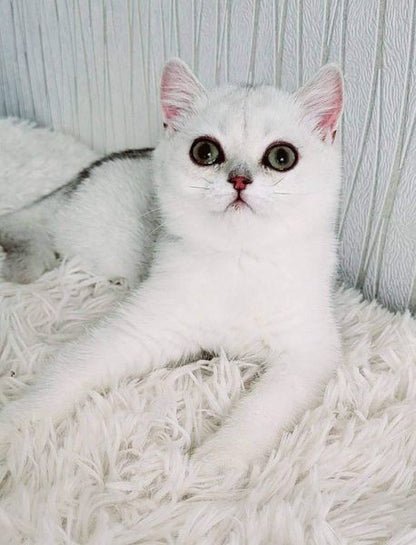 British Shorthair