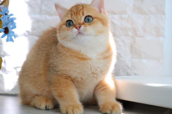 British Shorthair