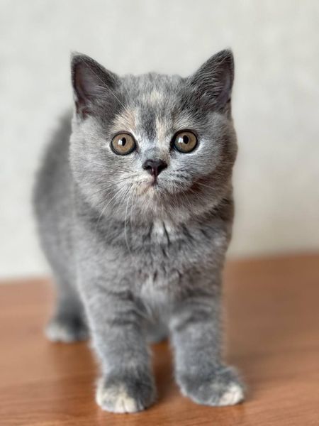 British Shorthair