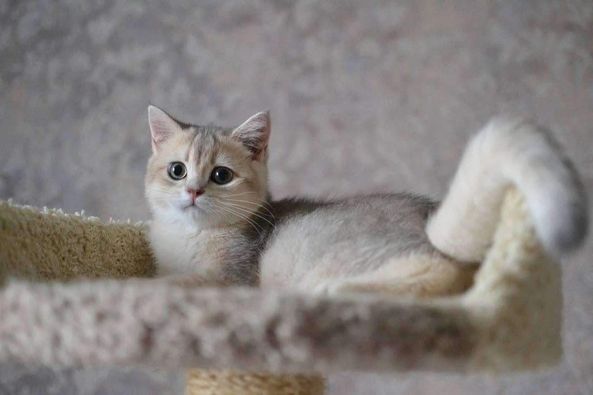 British Shorthair