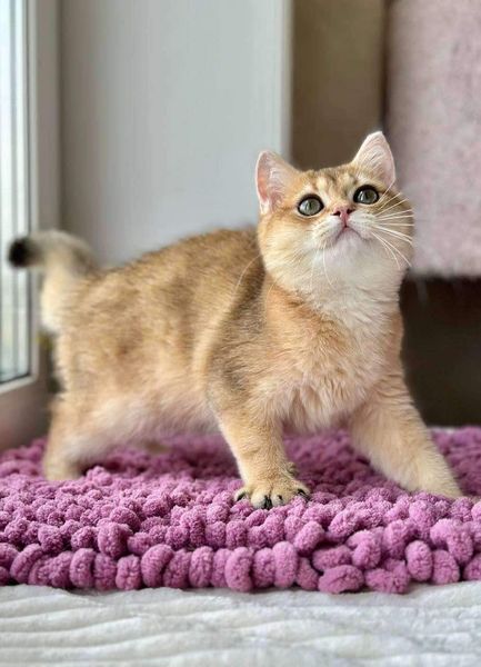 British Shorthair