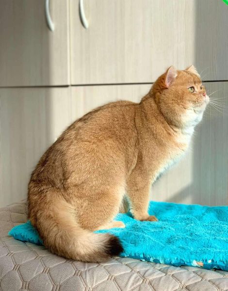 British Shorthair