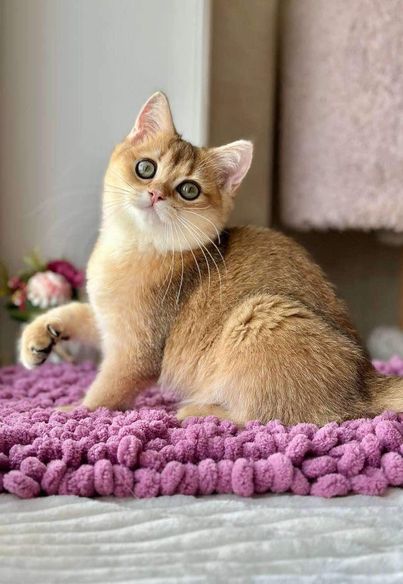 British Shorthair