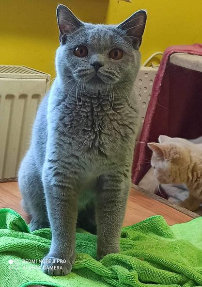 British Shorthair