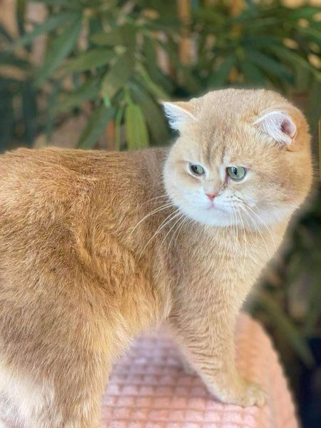 British Shorthair