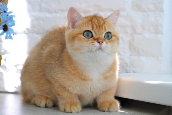 British Shorthair