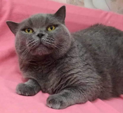 British Shorthair