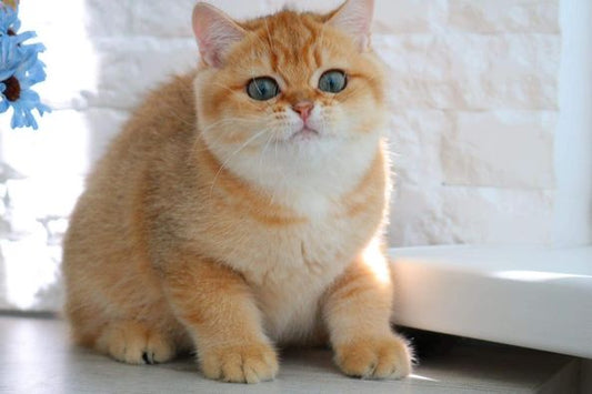 British Shorthair