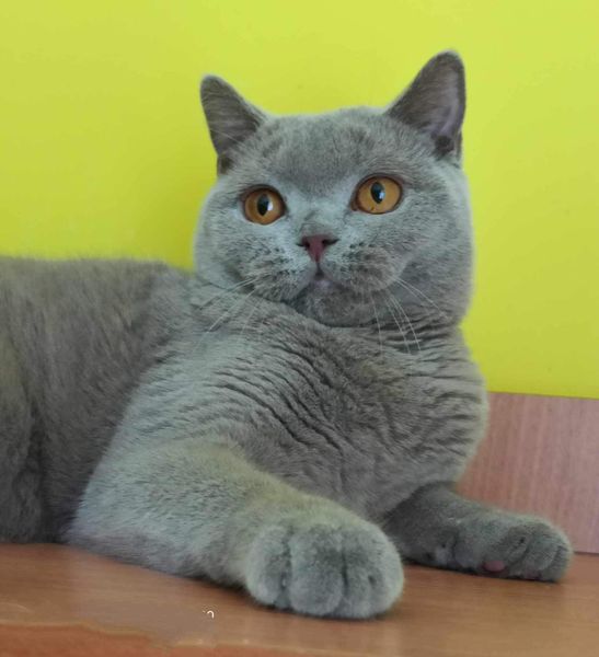 British Shorthair