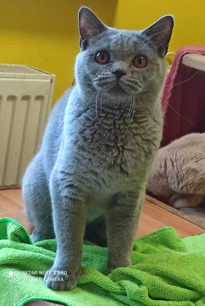 British Shorthair