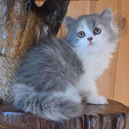 British Longhair