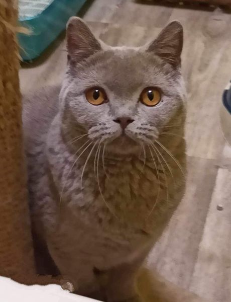 British Shorthair