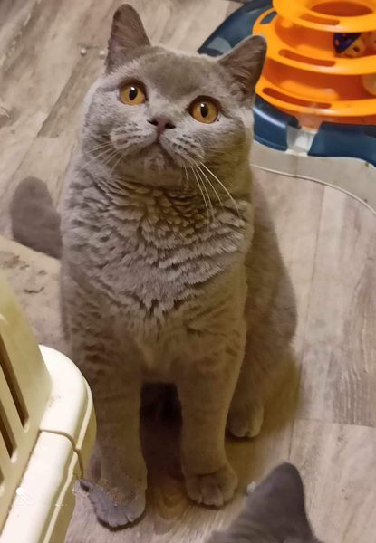 British Shorthair