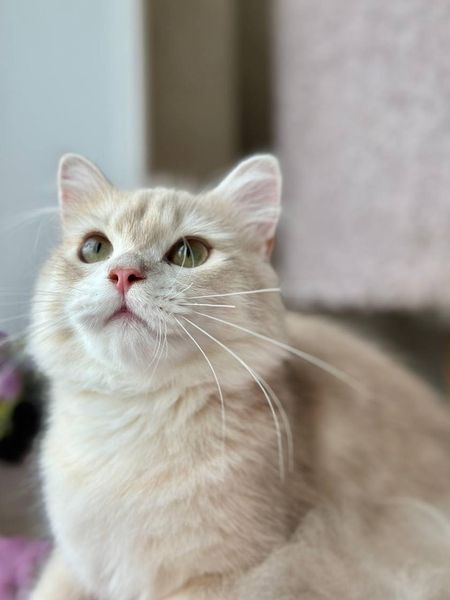 British Longhair