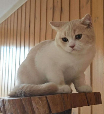 British Shorthair