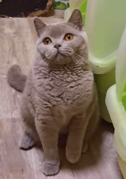 British Shorthair