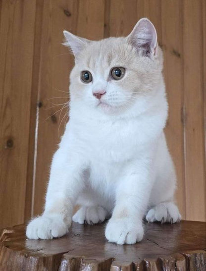 British Shorthair