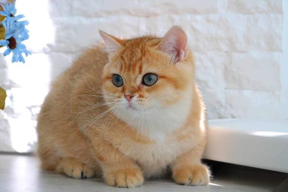 British Shorthair