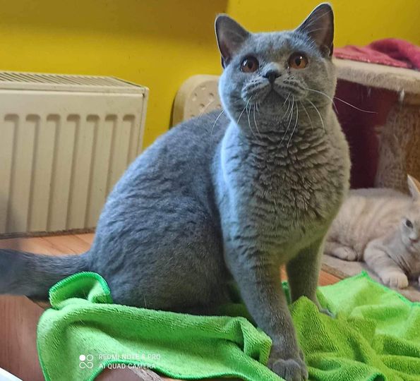 British Shorthair