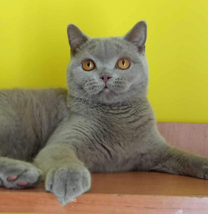 British Shorthair