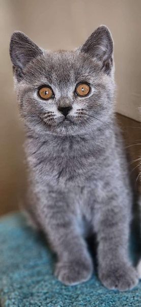 British Shorthair