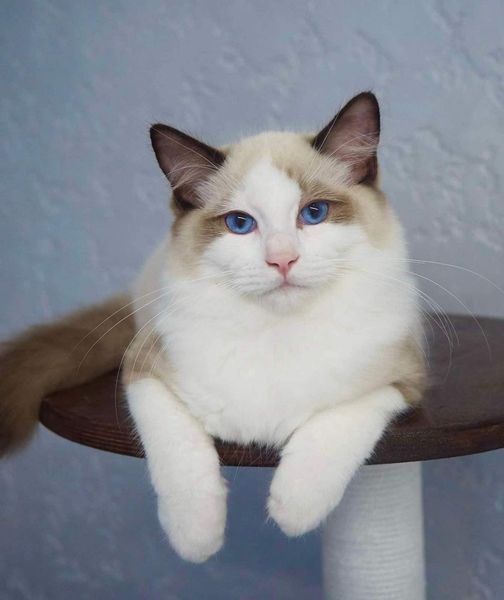 Ragdoll