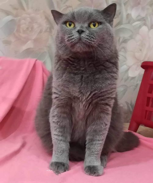 British Shorthair