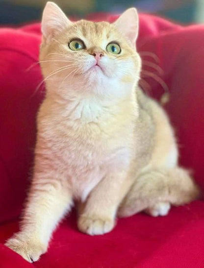 British Shorthair