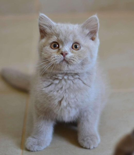 British Shorthair