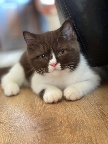 British Shorthair